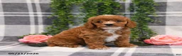 Cockapoo dogs for sale: Kara - Ad 2