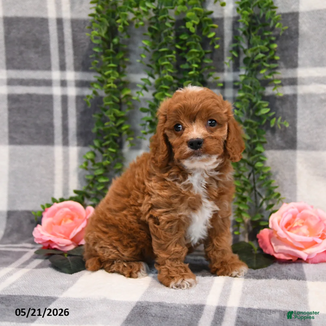 Cockapoo dogs for sale: Kara - Ad 2