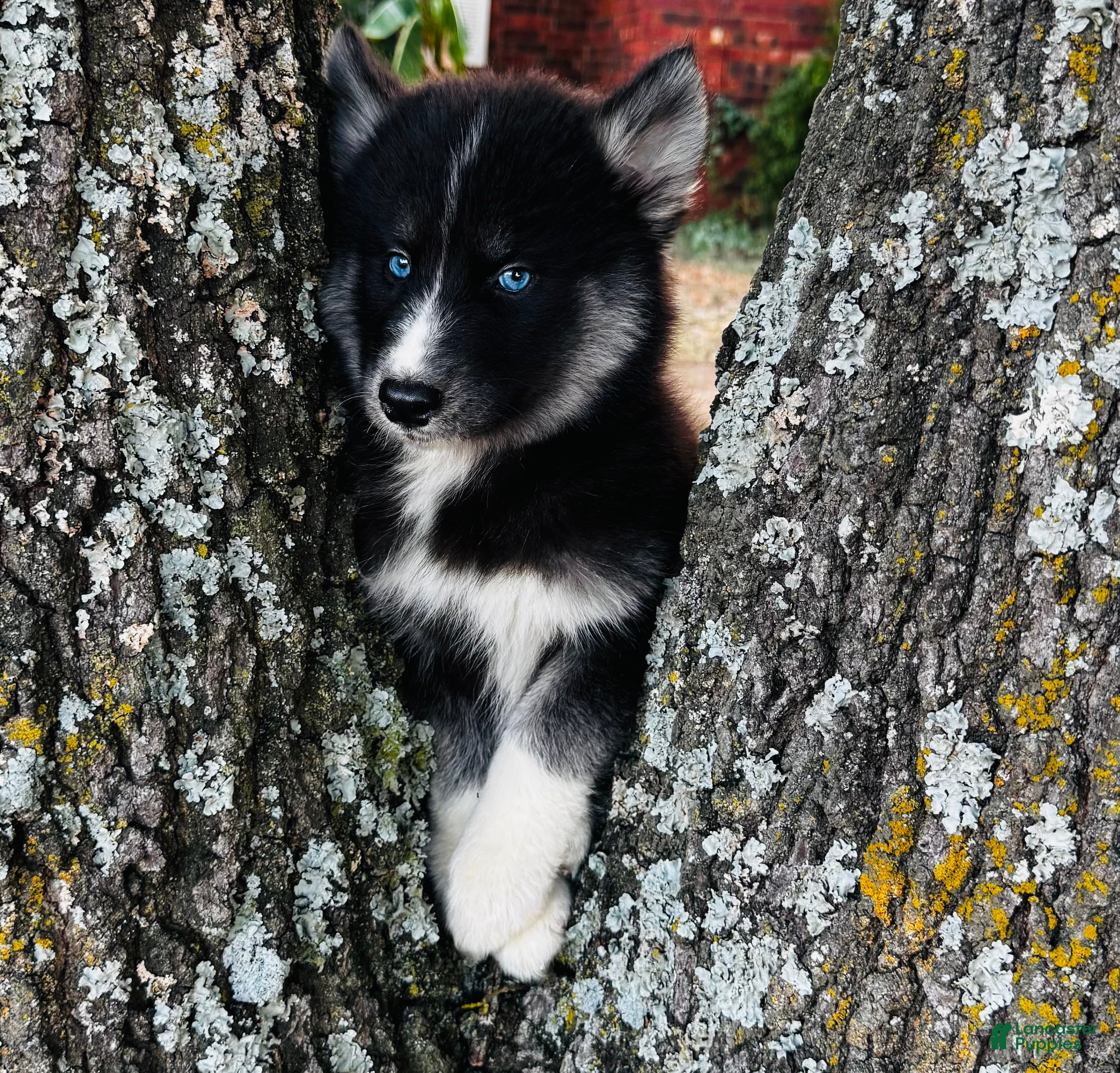 Siberian Husky dogs Rex - Ad 2