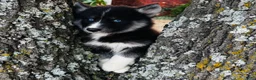 Siberian Husky dogs for sale: Rex - Ad 2
