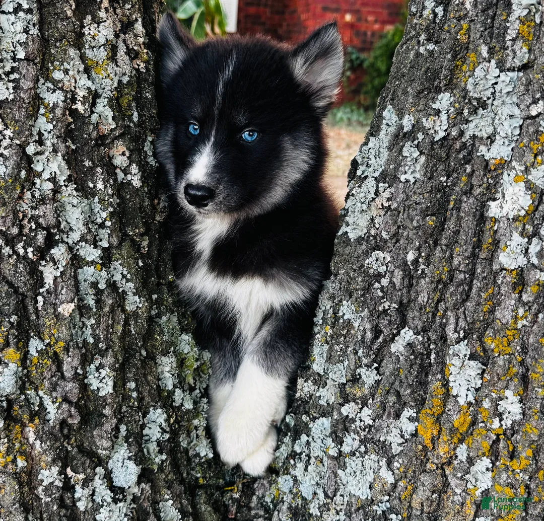 Siberian Husky dogs for sale: Rex - Ad 2