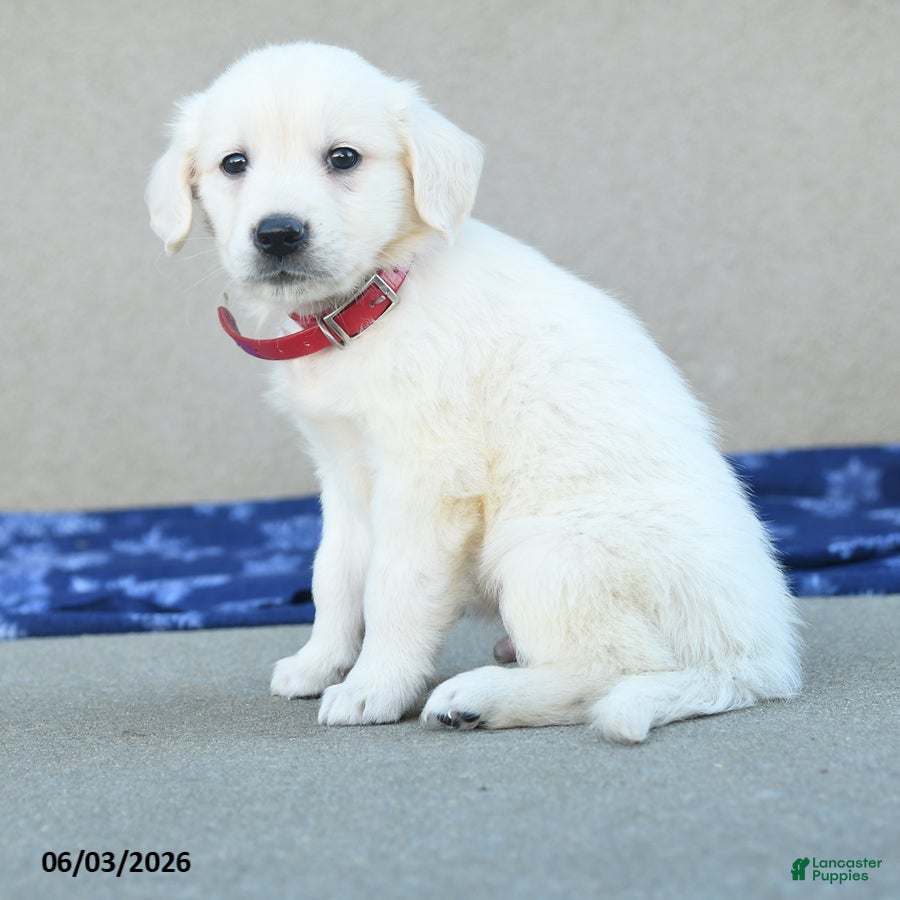 Golden Retriever dogs for sale: Fido - Ad 5