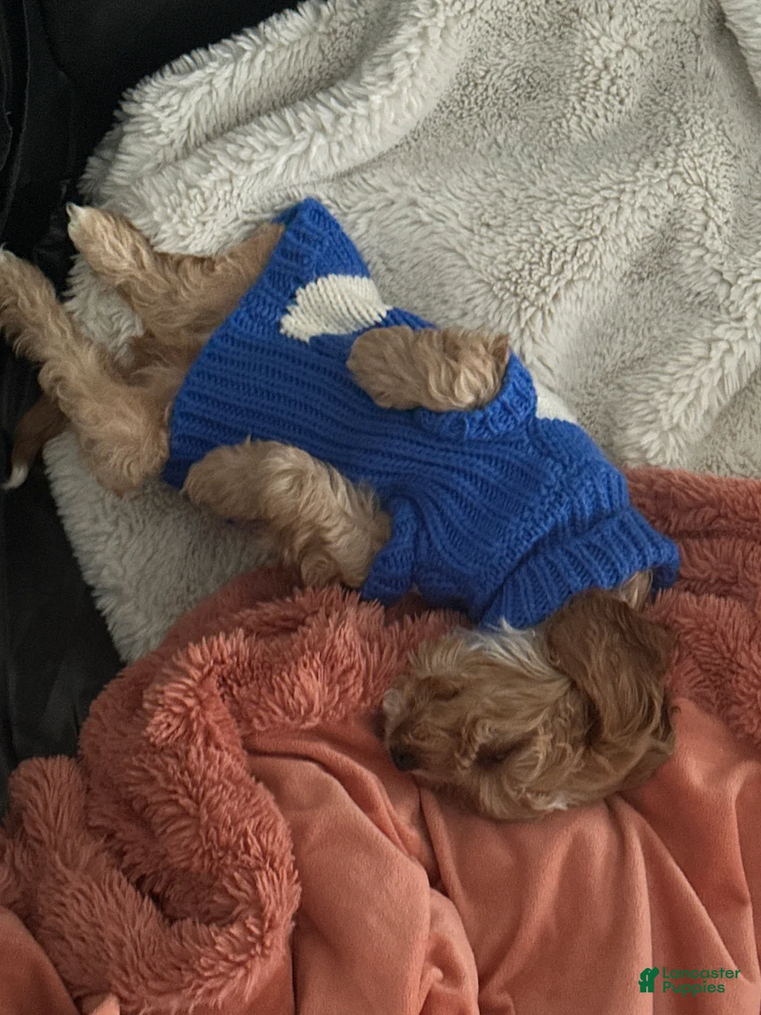 Mixed Breed dogs for stud: Maverick - Ad 2