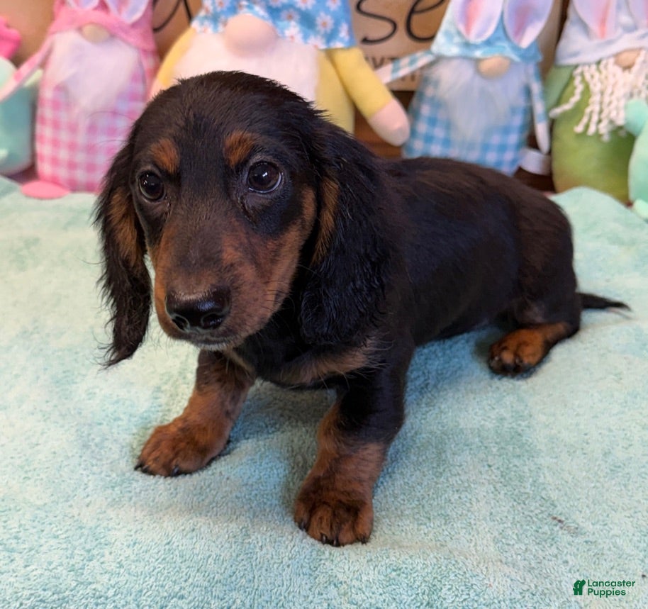 Miniature Dachshund dogs Miniature Dachshund Max - Ad 14