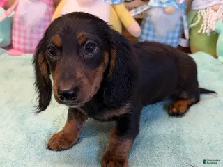 Miniature Dachshund dogs Miniature Dachshund Max - Ad 14