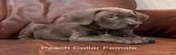 Cane Corso dogs for sale: Cane Corso Peach Collar F  - Ad 3