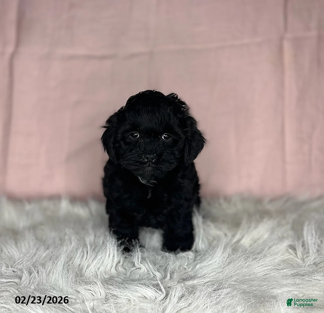 Mixed Breed dogs for sale: Sandra - Ad 1