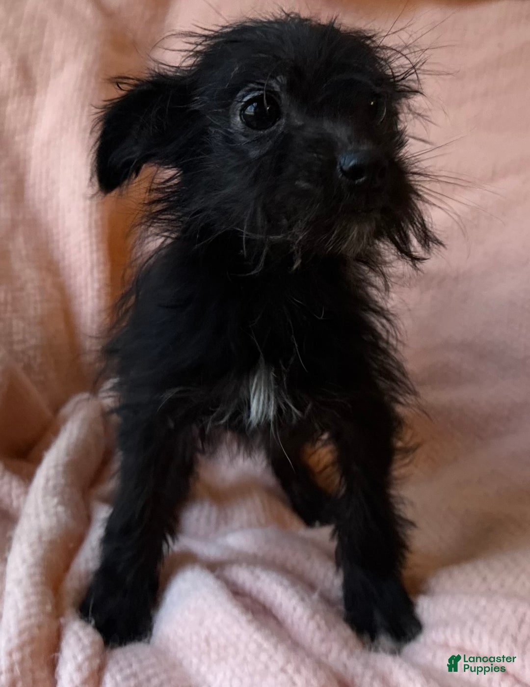 Mixed Breed dogs for sale: PennyRoyal - Ad 1