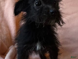 Mixed Breed dogs PennyRoyal - Ad 12