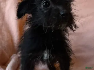 Mixed Breed dogs PennyRoyal - Ad 5