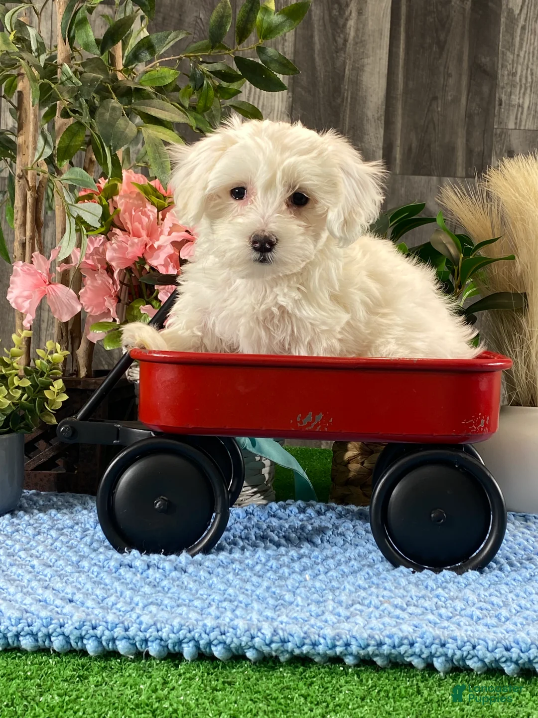 Coton De Tulear dogs for sale: Charlee - Ad 5
