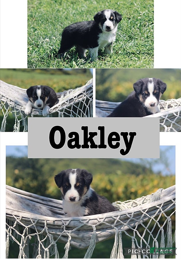 Mixed Breed dogs Oakley - Ad 19