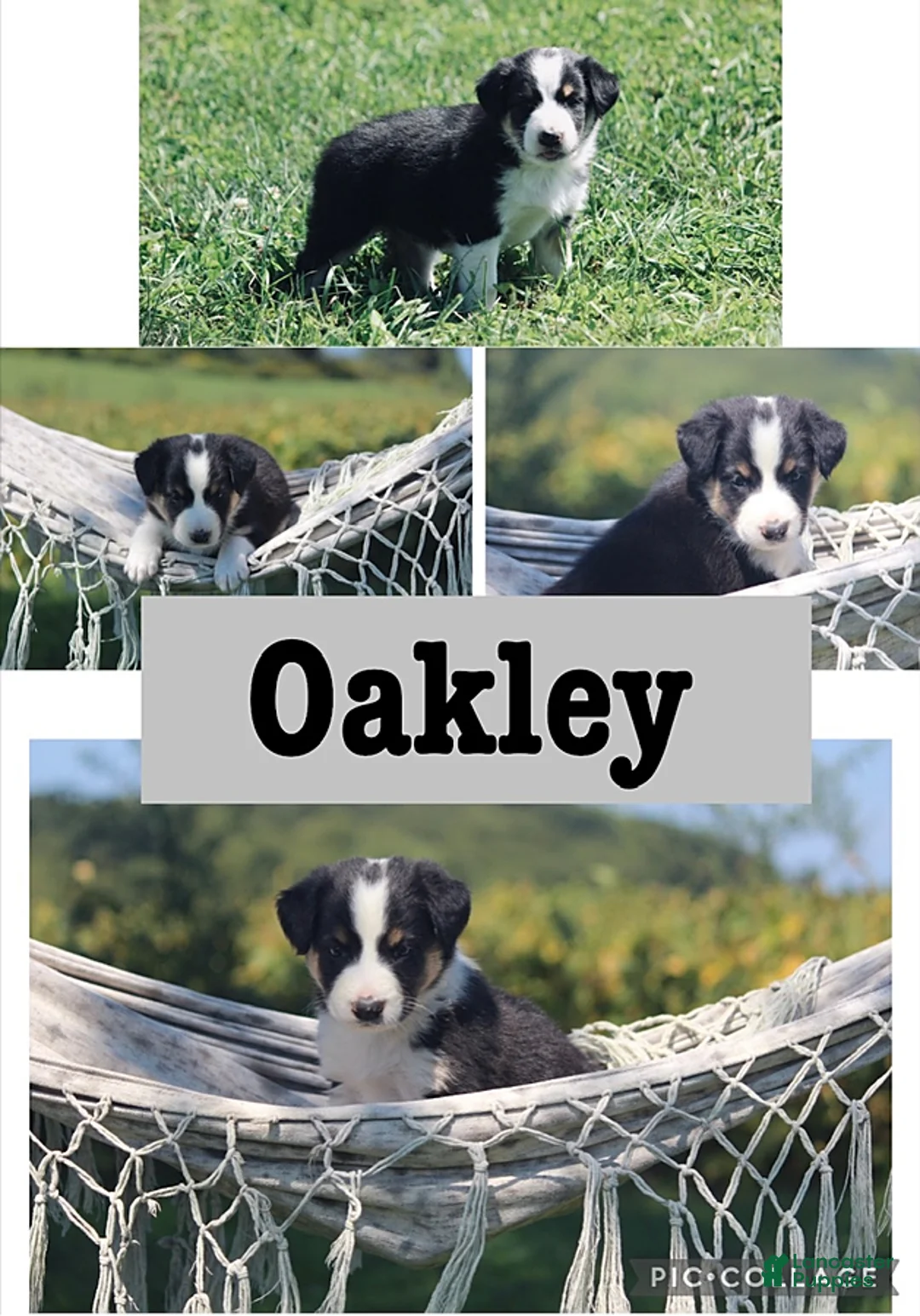 Mixed Breed dogs for sale: Oakley - Ad 1