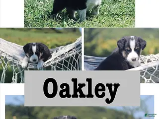 Mixed Breed dogs Oakley - Ad 19