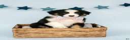 Australian Shepherd dogs for sale: Sage  - Ad 1