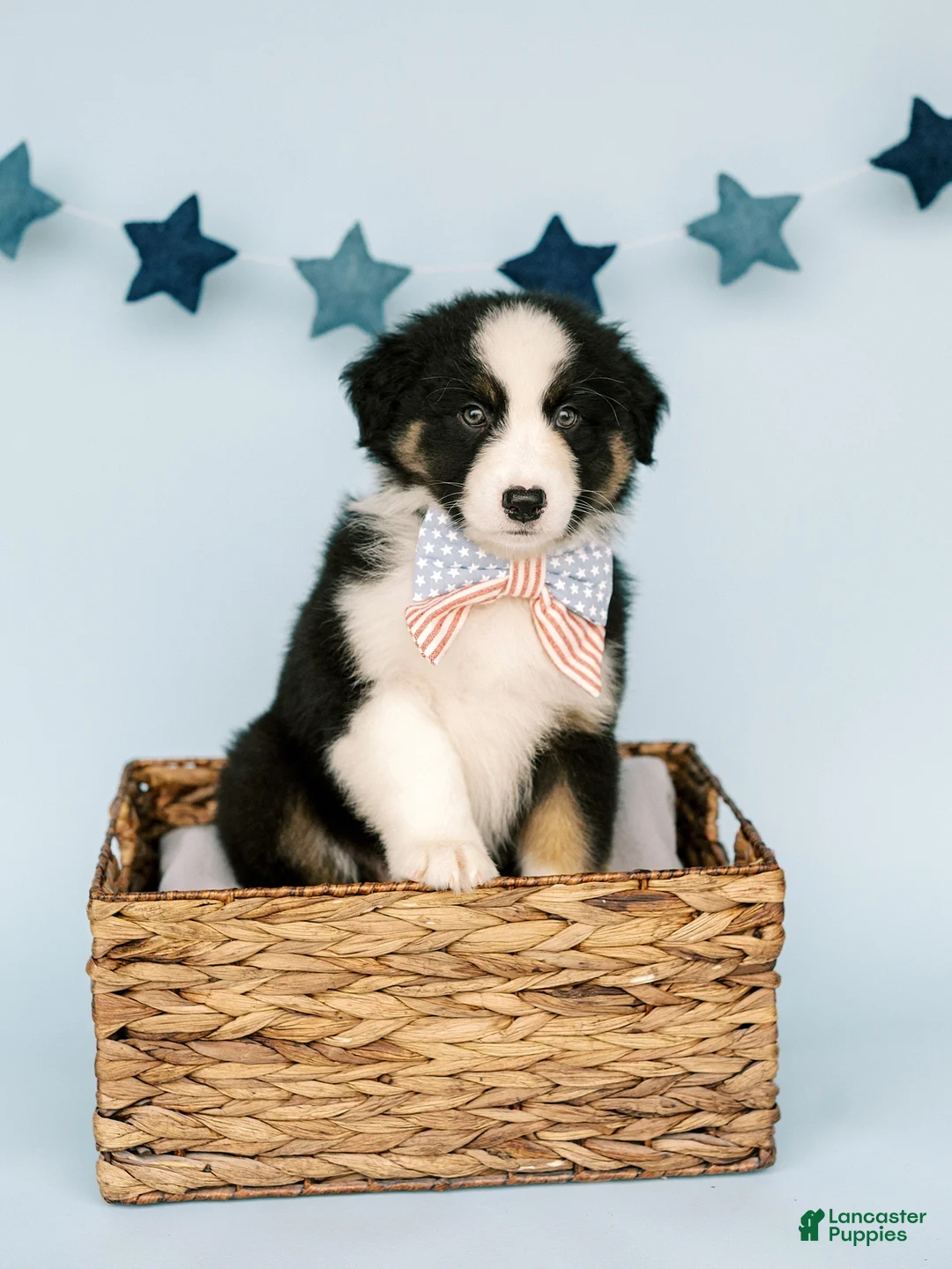 Australian Shepherd dogs for sale: Sage  - Ad 1