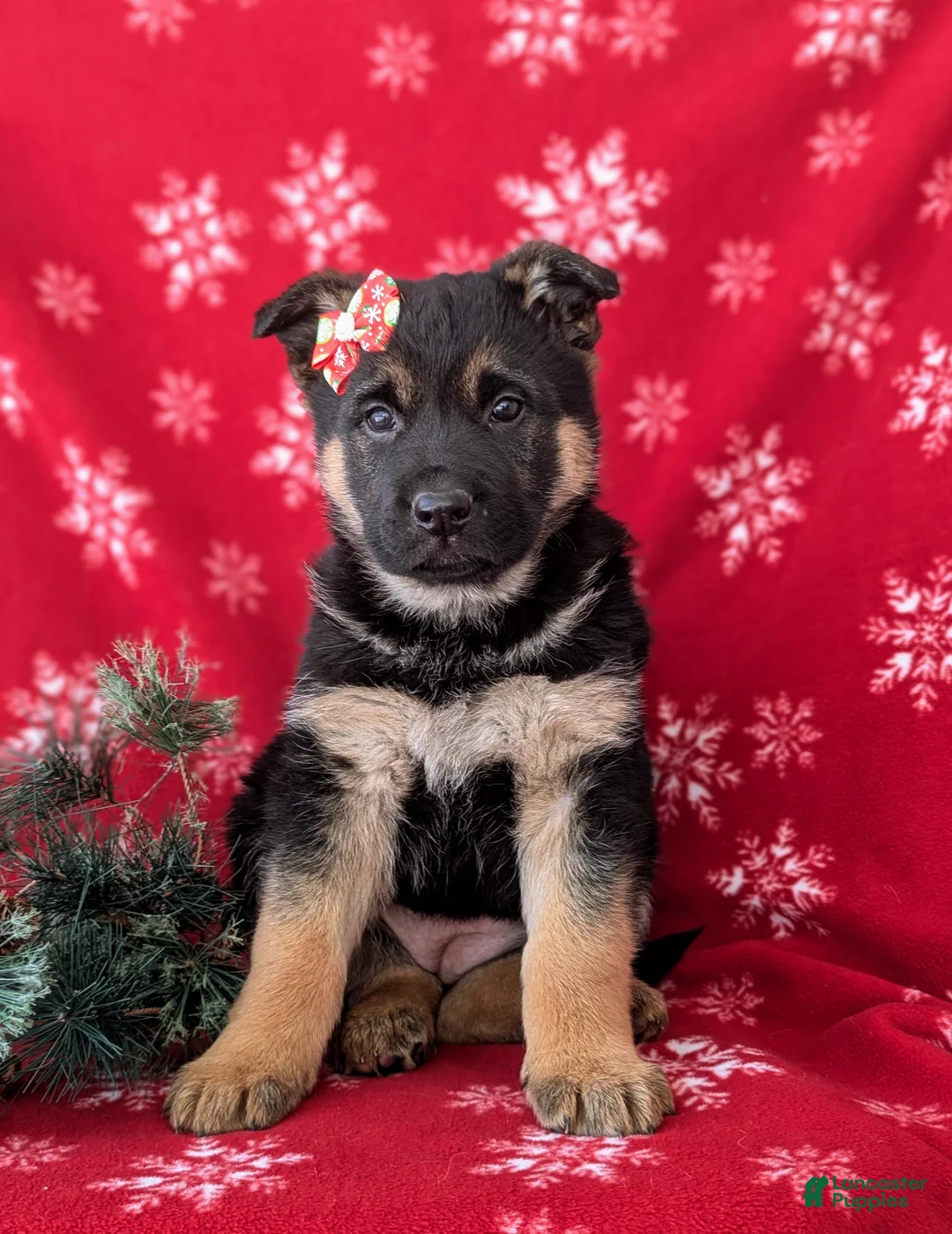 German Shepherd dogs for sale: Clarissa - Ad 4