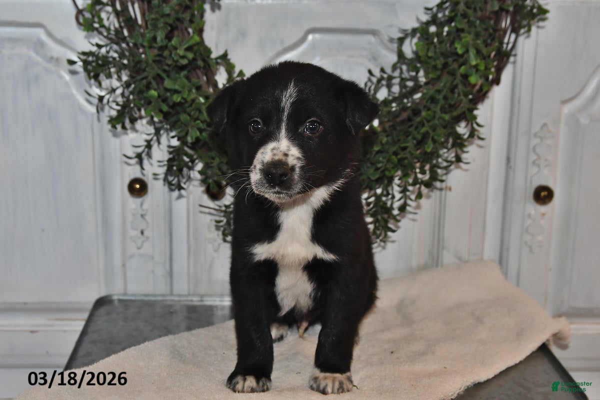 Mixed Breed dogs Zack - Ad 1