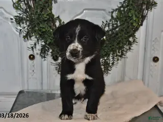 Mixed Breed dogs for sale: Zack - Ad 3