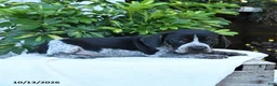 Mixed Breed dogs for sale: Brewster - Ad 3
