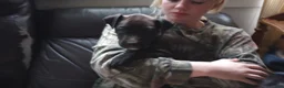 American Bully dogs for sale: Jordan Burroughs - Ad 4