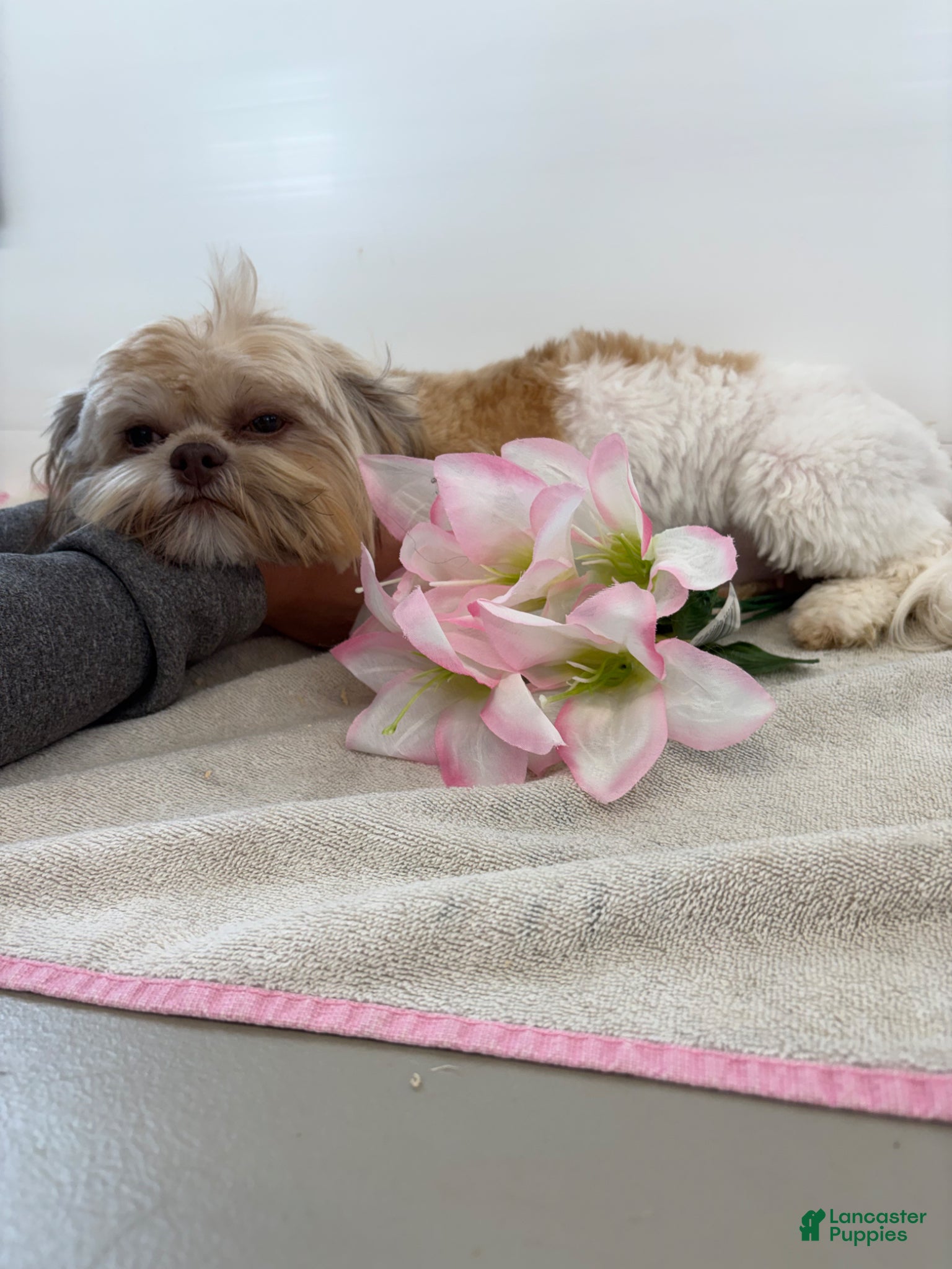 Shih Tzu dogs Vince Shih Tzu Puppy  - Ad 2