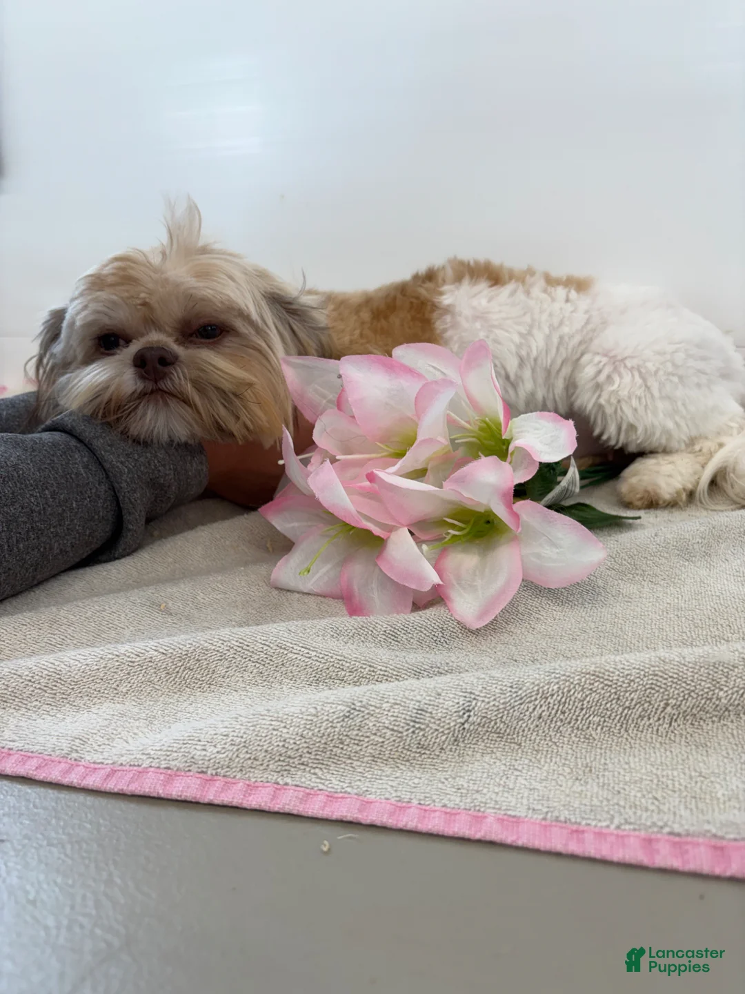 Shih Tzu dogs for sale: Toast Shih Tzu Puppy  - Ad 3