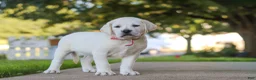 Labrador Retriever dogs for sale: Sherry - Ad 4