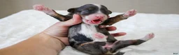 Mini Bernedoodle dogs for sale: Mini Bernedoodle 7 - Ad 7