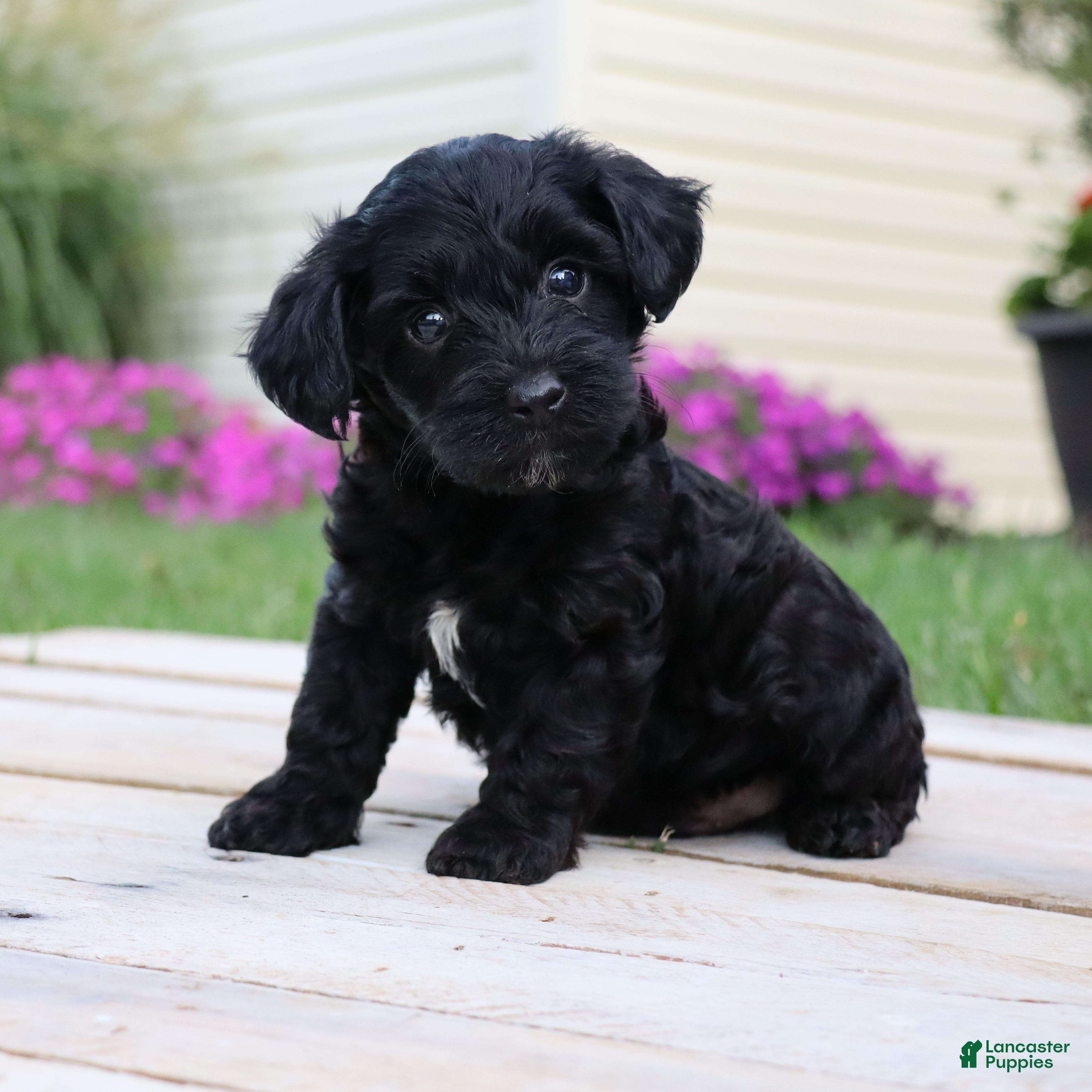 Yorkiepoo dogs Diesel - Ad 1