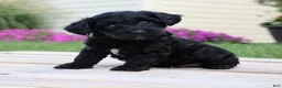 Yorkiepoo dogs for sale: Diesel - Ad 1