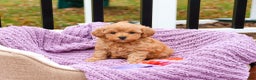 Cavapoo dogs for sale: Charlotte - Ad 3