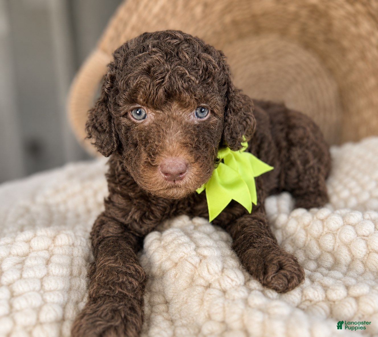 Mini Goldendoodle dogs Mini Goldendoodle “Liberty” - Ad 8