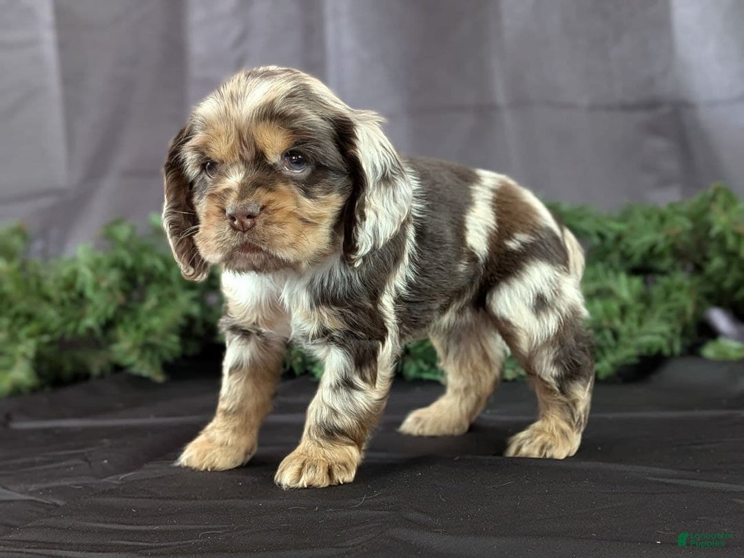 Cocker Spaniel dogs for sale: Vikki - Ad 4