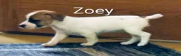 Jack Russell Terrier dogs for sale: Zoey  - Ad 5