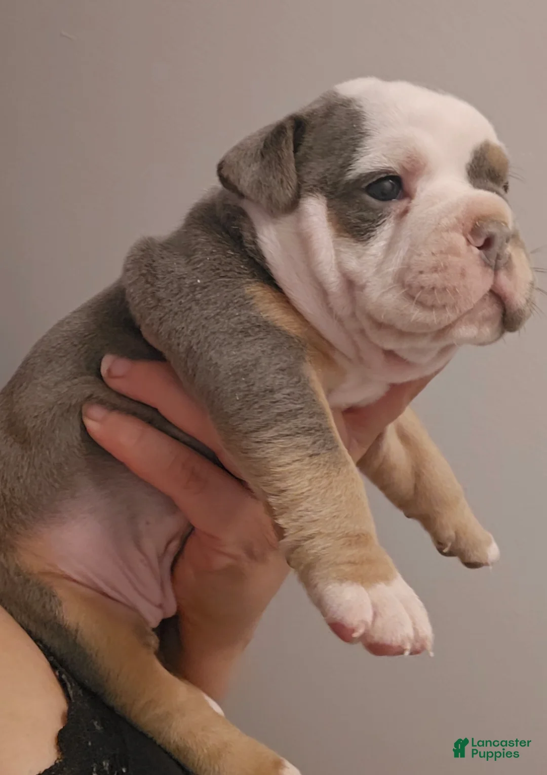 Olde English Bulldogge dogs for sale: Olde English Bulldogge Puppy 3 - Ad 1