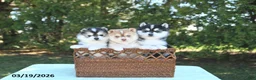 Pomsky dogs for sale: Harmony - Ad 3