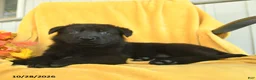 German Shepherd dogs for sale: Amos  - Ad 4