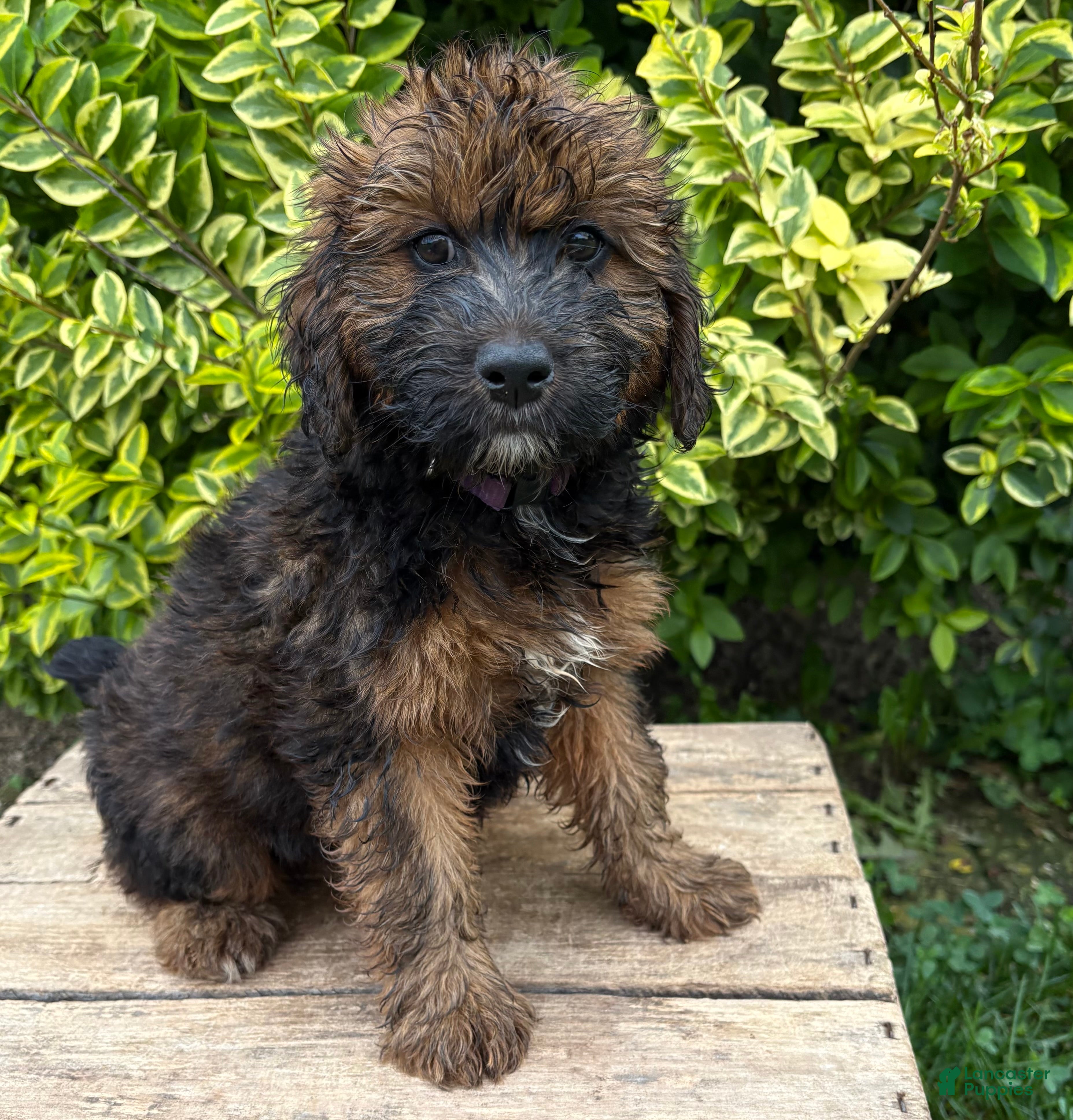 Whoodle dogs Mya - Ad 2