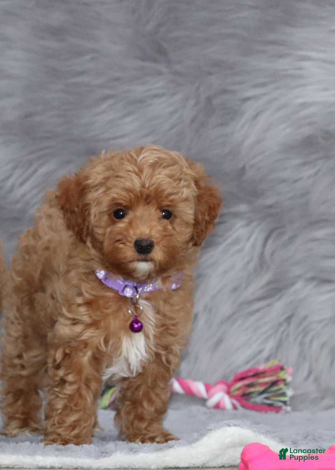 Havapoo dogs for sale: Eva 👨‍👨‍👧‍👦💞🐕 - Ad 5