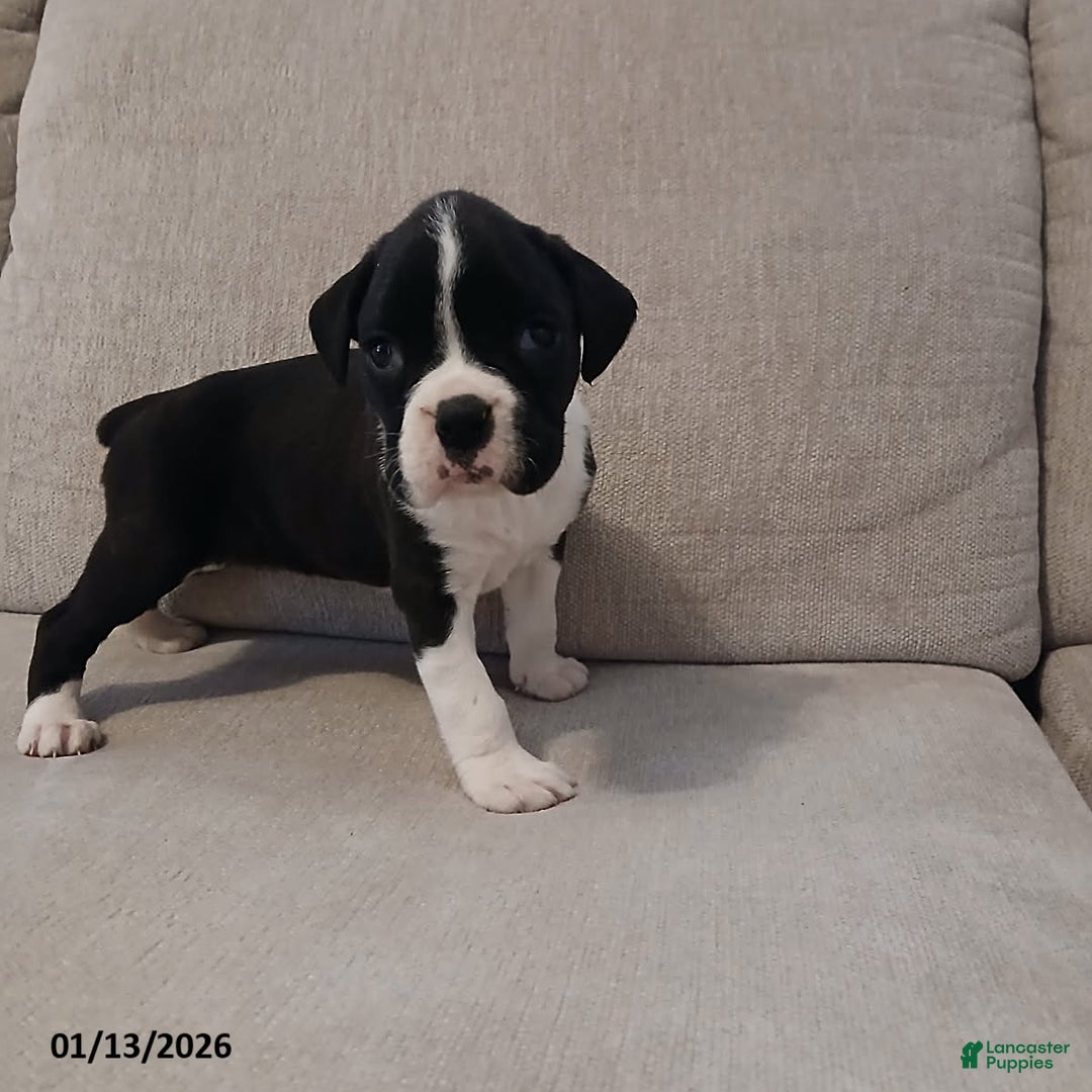 Boxer dogs for sale: Geneva - Ad 6