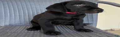 Labrador Retriever 7