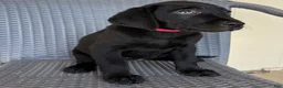 Labrador Retriever dogs for sale: Labrador Retriever 7 - Ad 1