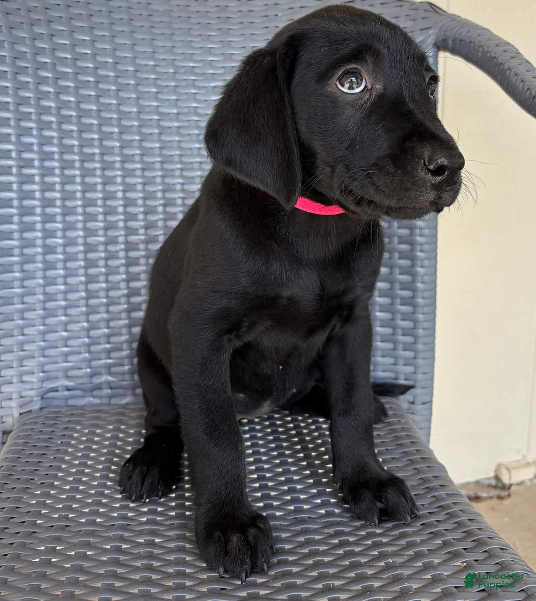 Labrador Retriever dogs for sale: Labrador Retriever 7 - Ad 1