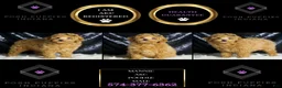 Toy Poodle dogs for sale: Mannie - Ad 6