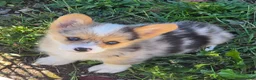 Welsh Corgi Pembroke dogs for sale: Gorgeous George  - Ad 16