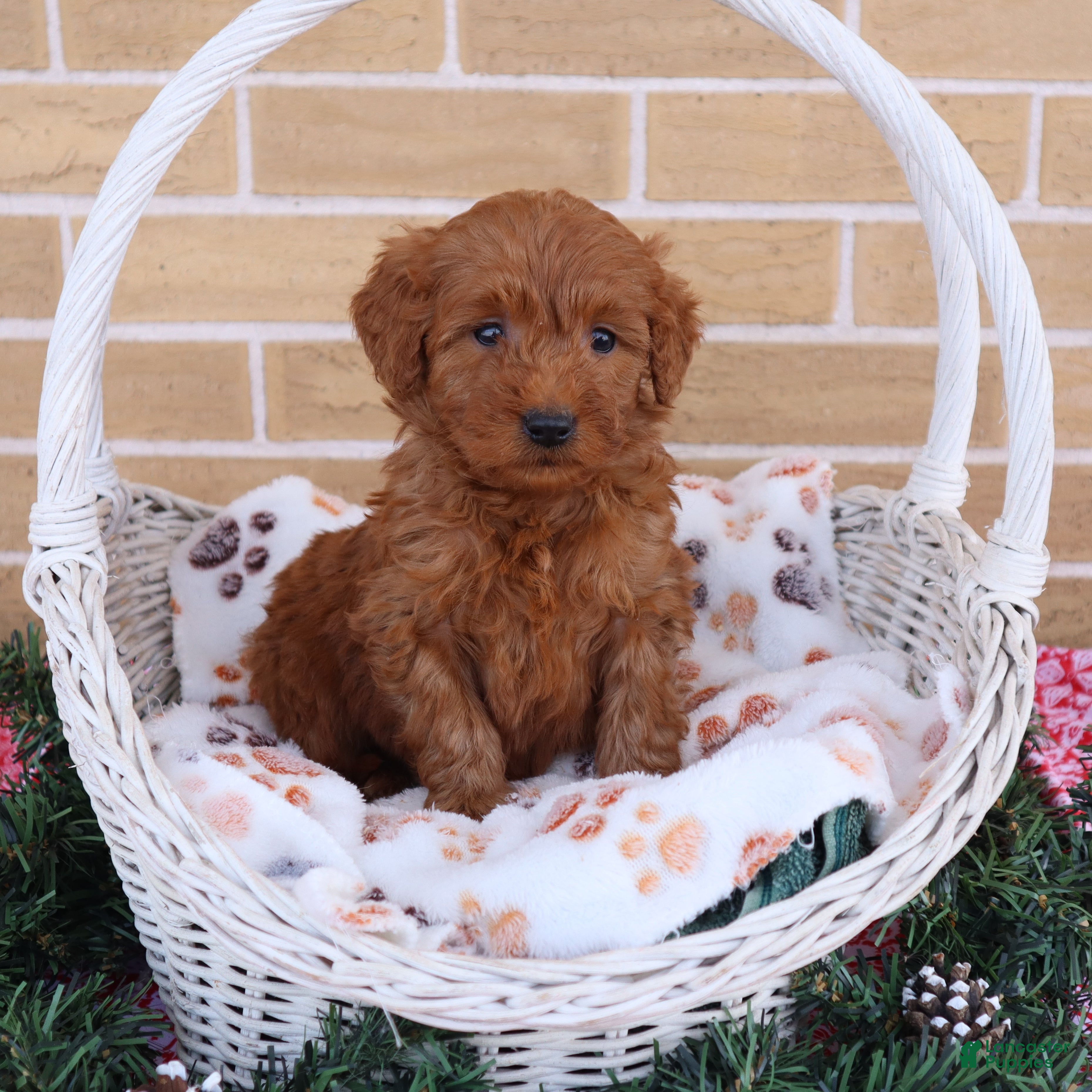 Mini Goldendoodle dogs Alyssa  - Ad 1