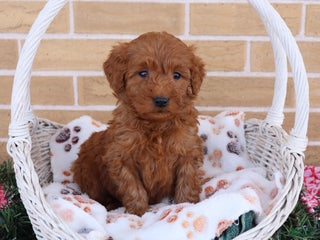 Mini Goldendoodle dogs Alyssa - Ad 4