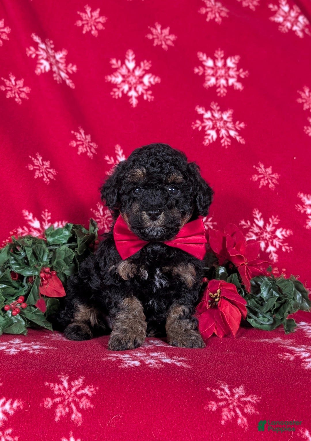 Havapoo dogs for sale: Blake Ready for Christmas! - Ad 3