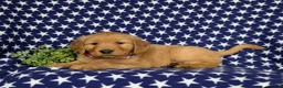 Golden Retriever dogs for sale: Mugsie AKC Registered - Ad 5